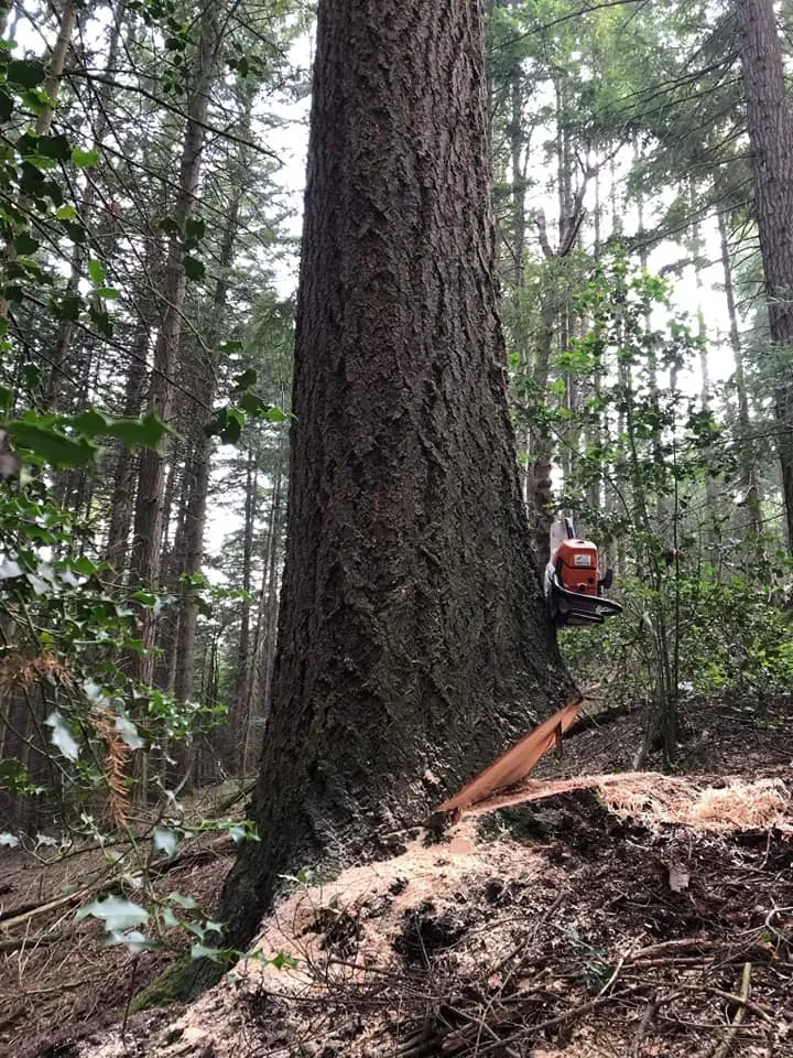 arbres-tronconneuse