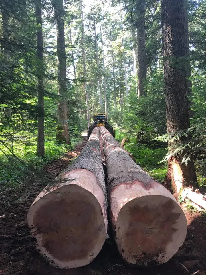 Estimation forêt à Saint-Romain-Lachalm